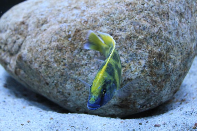 Nimbochromis venustus 'Luwala Reef'